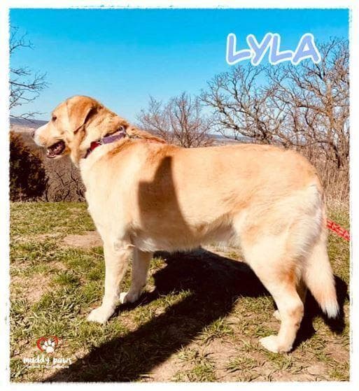 Lyla