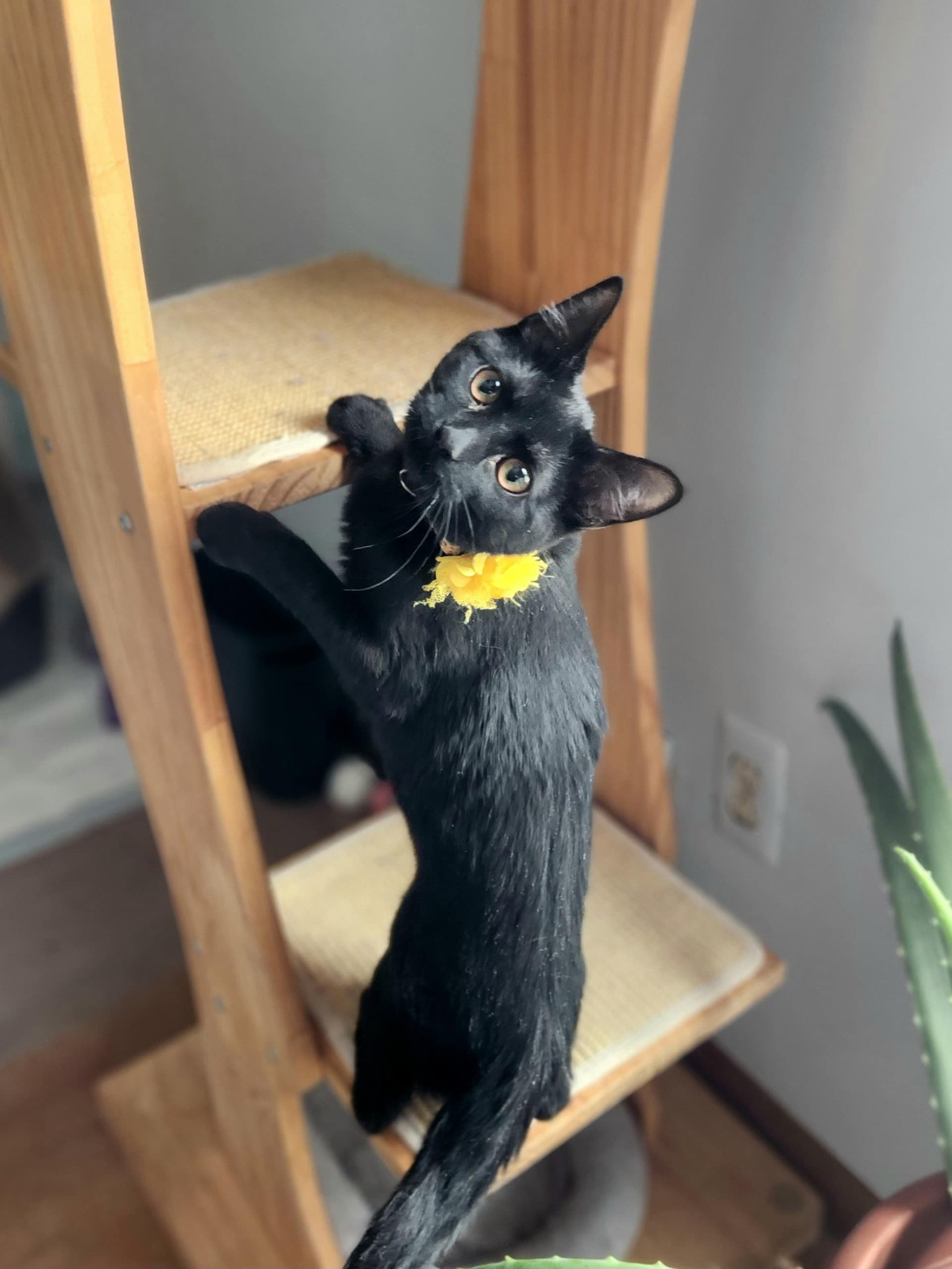 Valkyrie (Val) - Bonded w/ Lady Jane