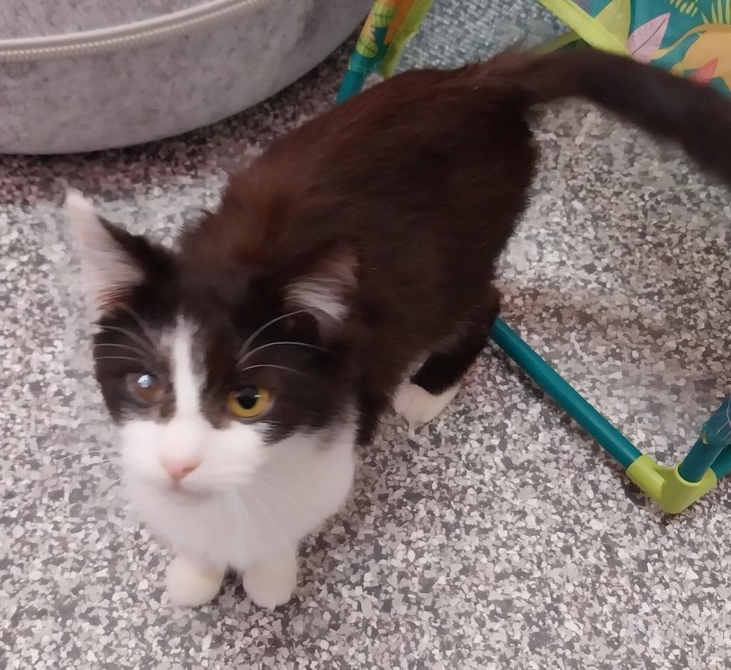 Gigi T * IN FOSTER *