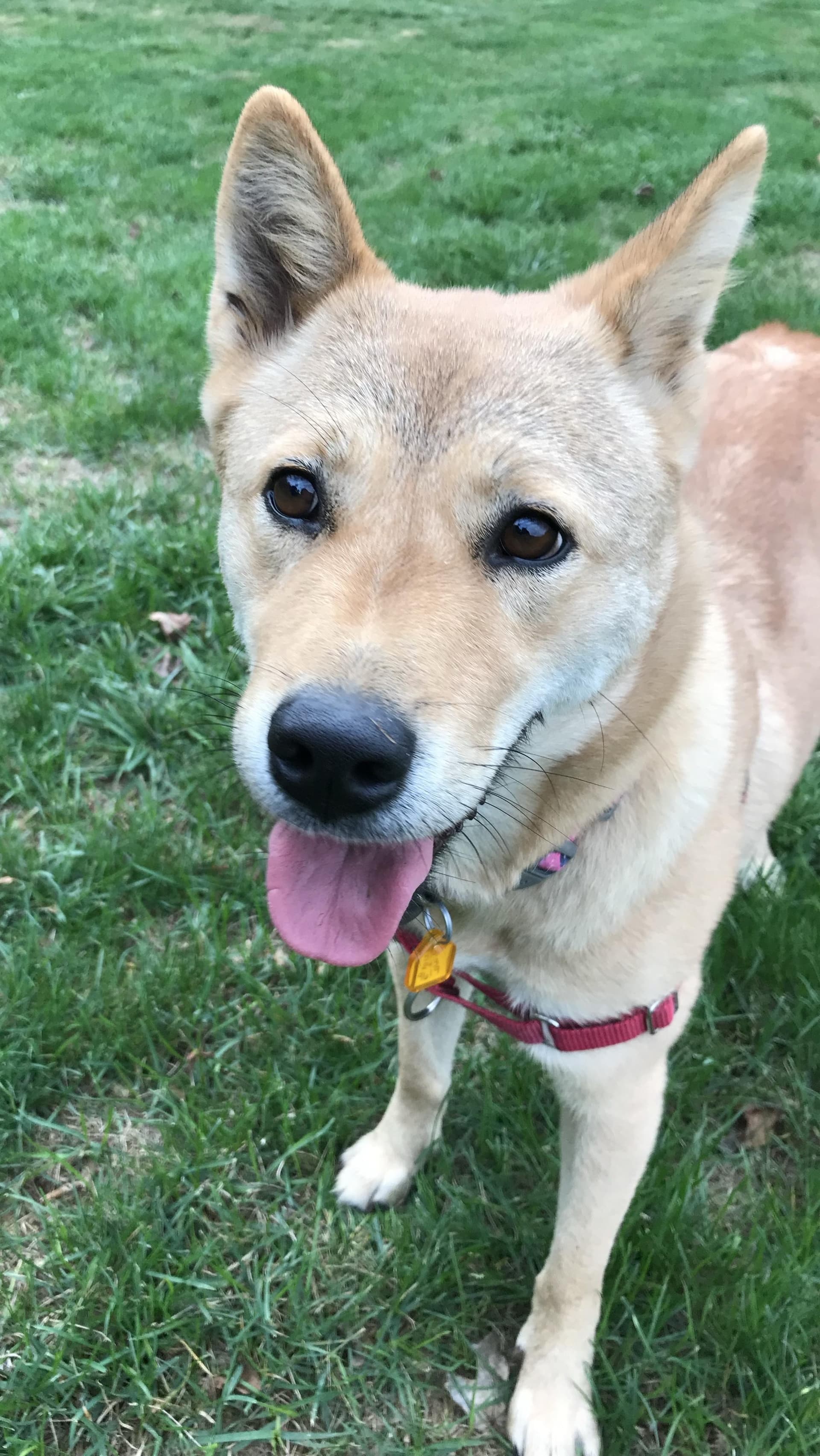 Moxie