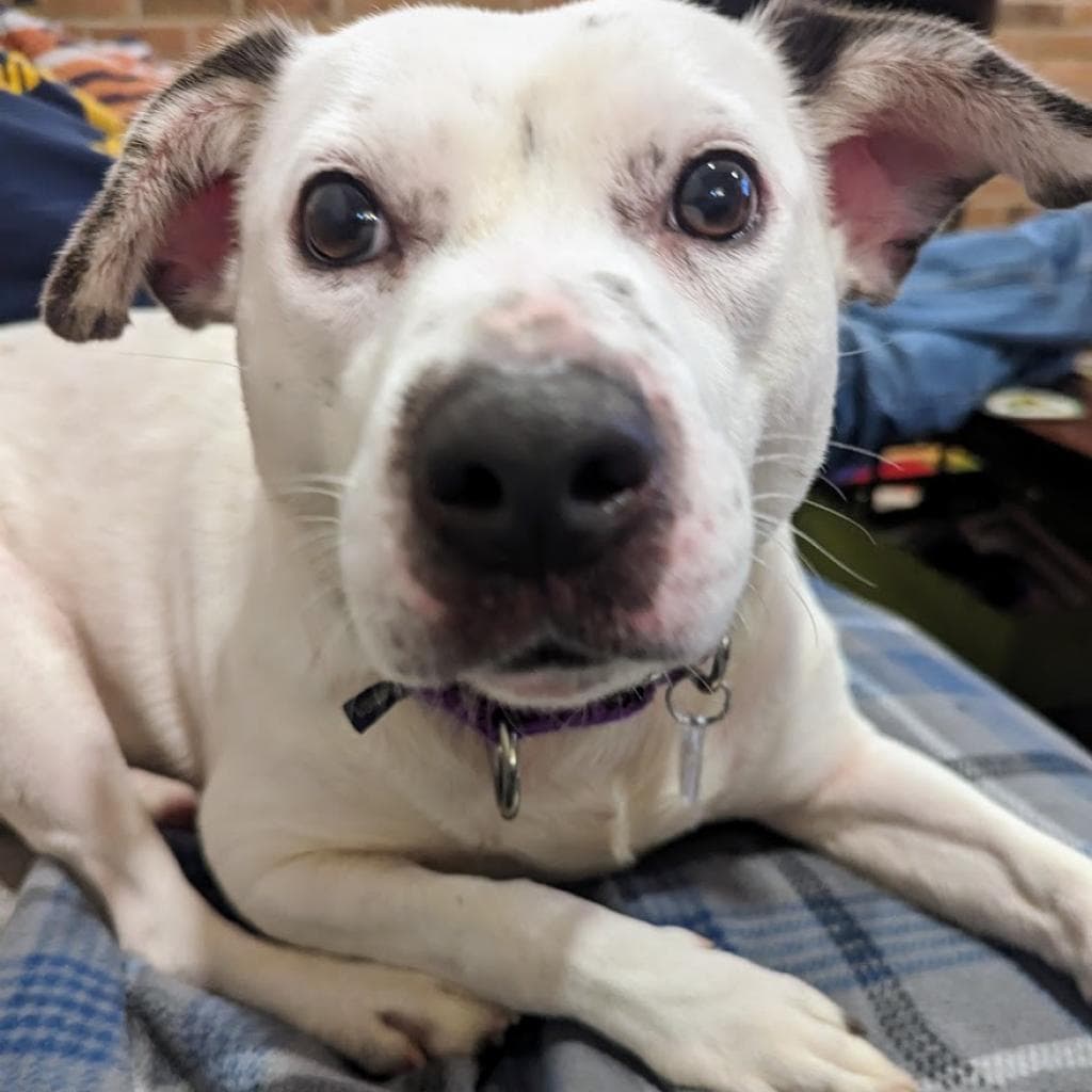 Rosie