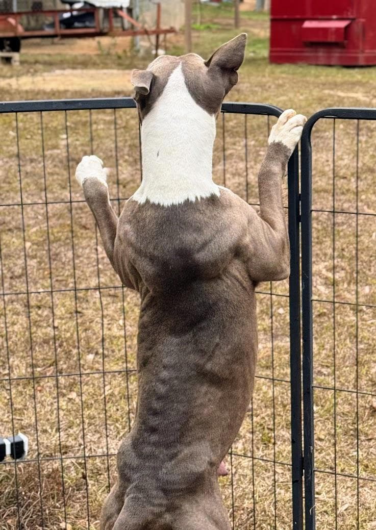 MAGNOLIA AKA NOLIE-Transport available to VT, CT, and PA