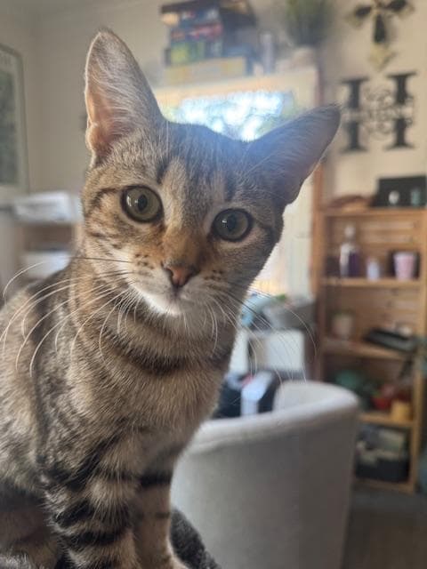 Calypso