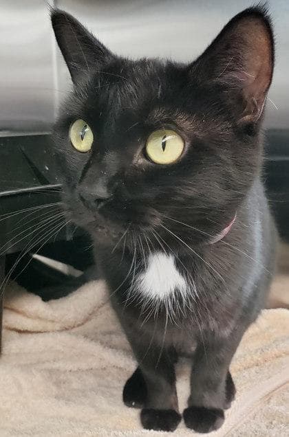 Amara
