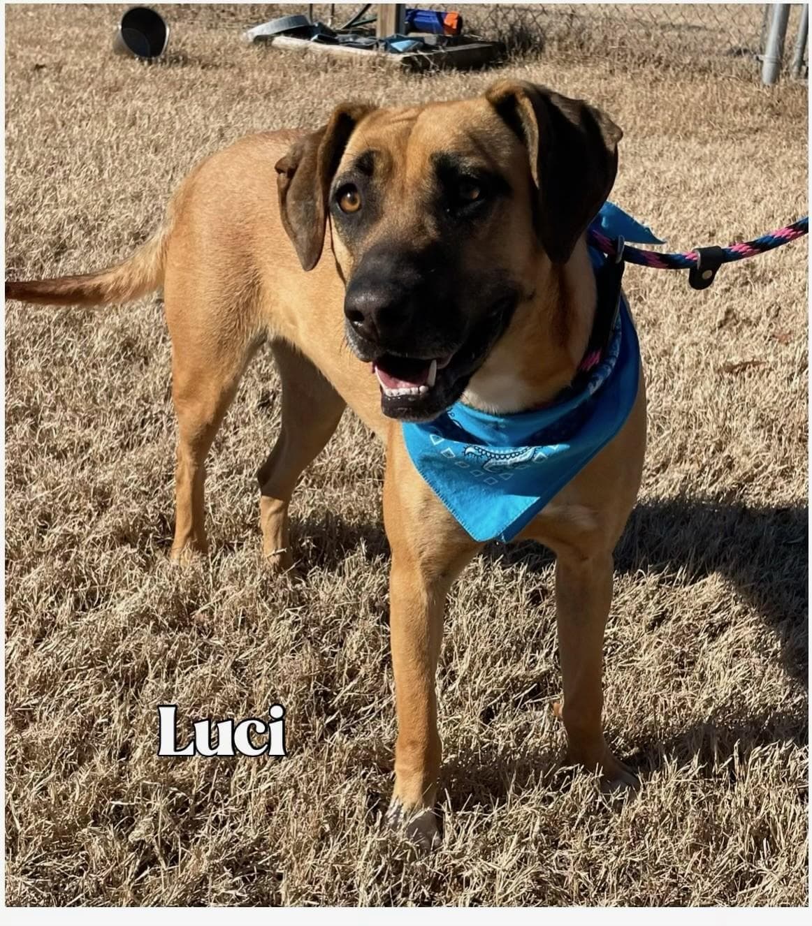Luci