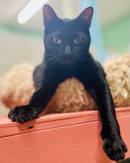 Darcy(Foster Needed)