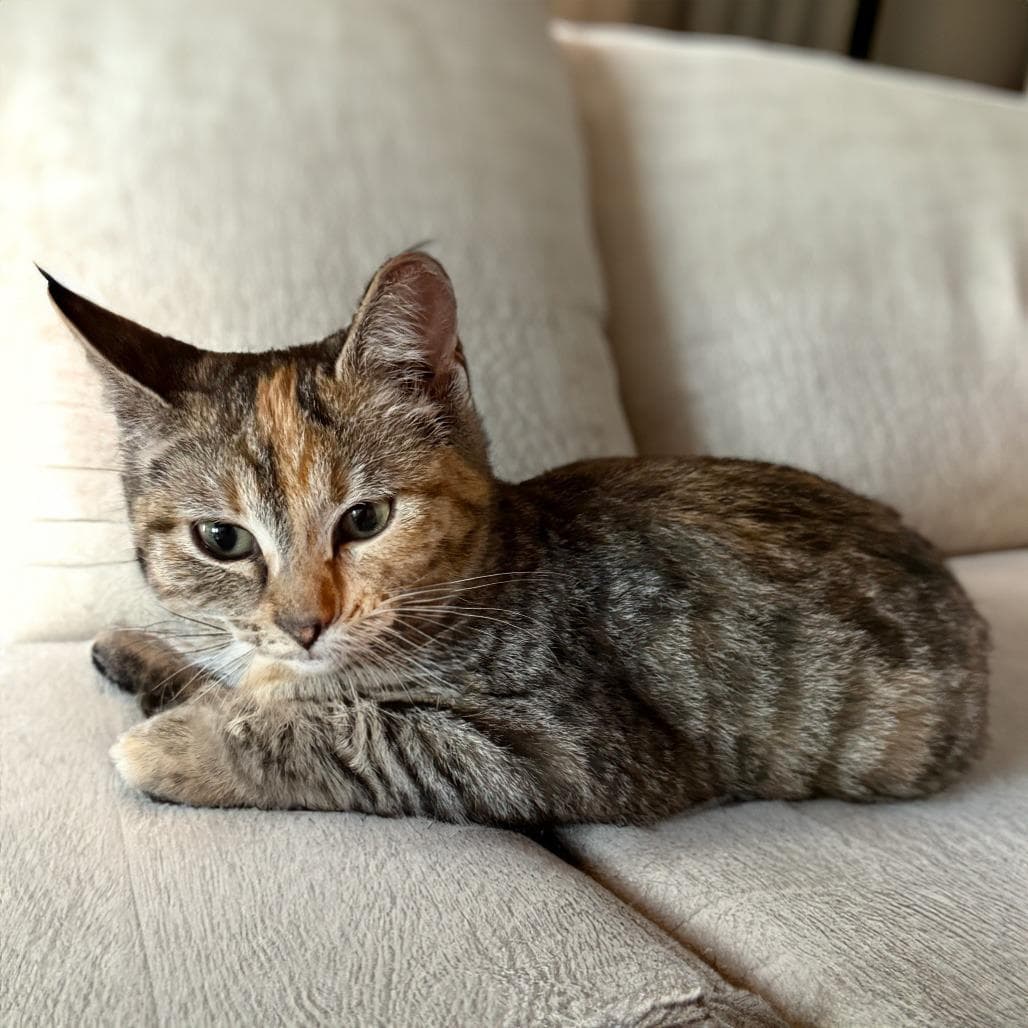 Tori