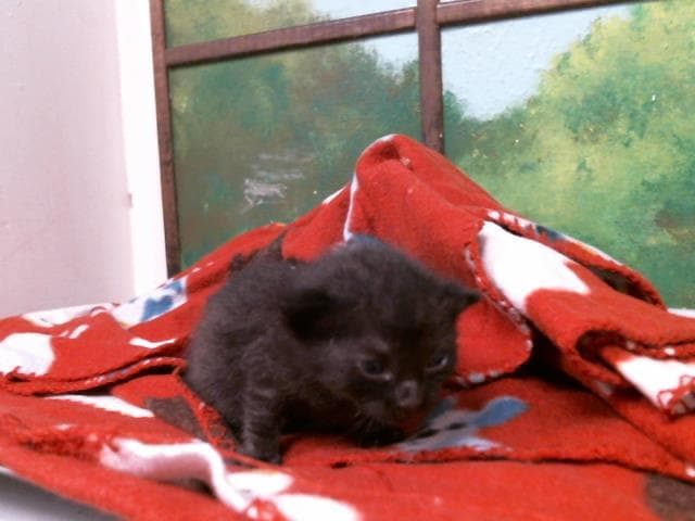 KITTEN 1