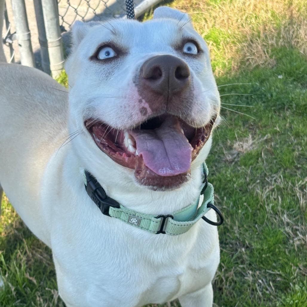 Nova