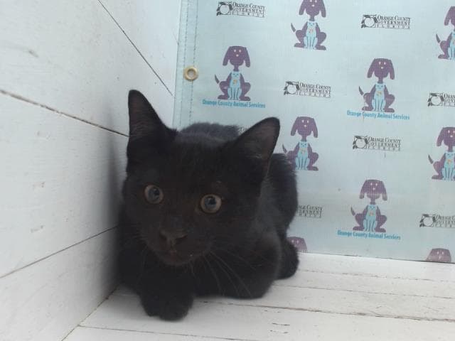 BLACKY