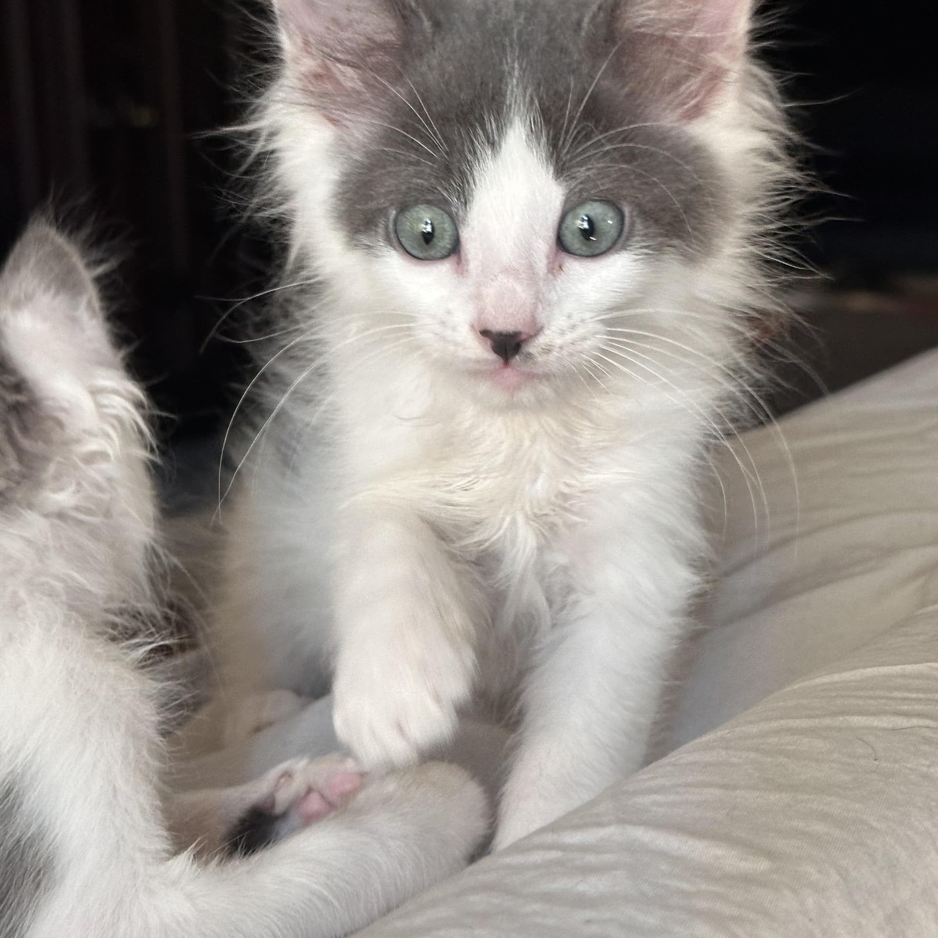 Nimbus