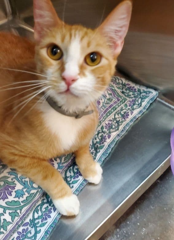 SIMBA