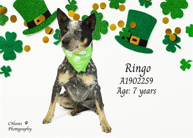 RINGO