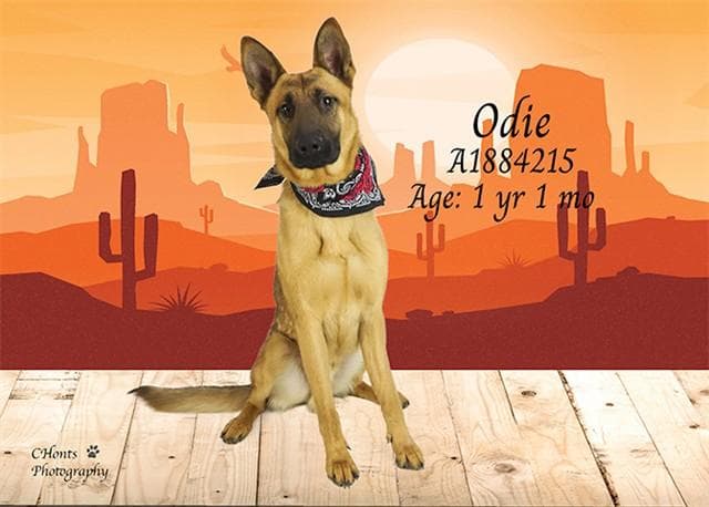 ODIE