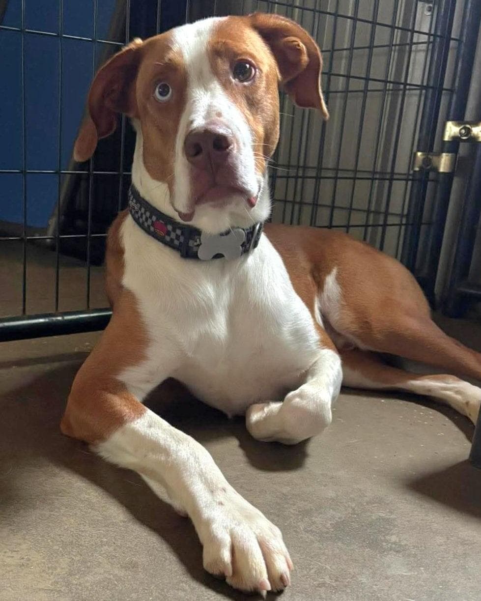 Davie - SPONSORED FEE!!