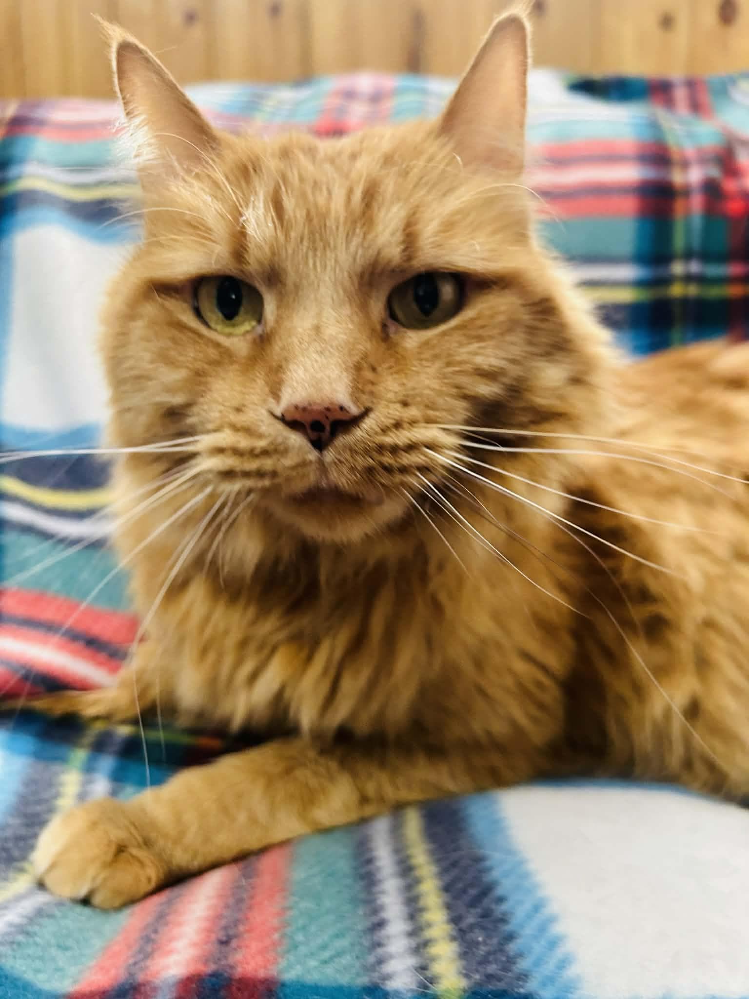 Sammy