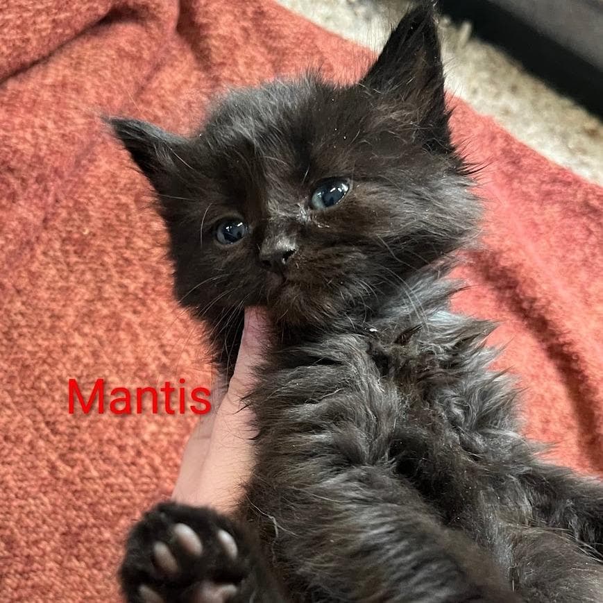 Mantis