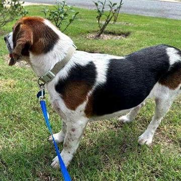 OSCAR - ADOPTION PENDING!