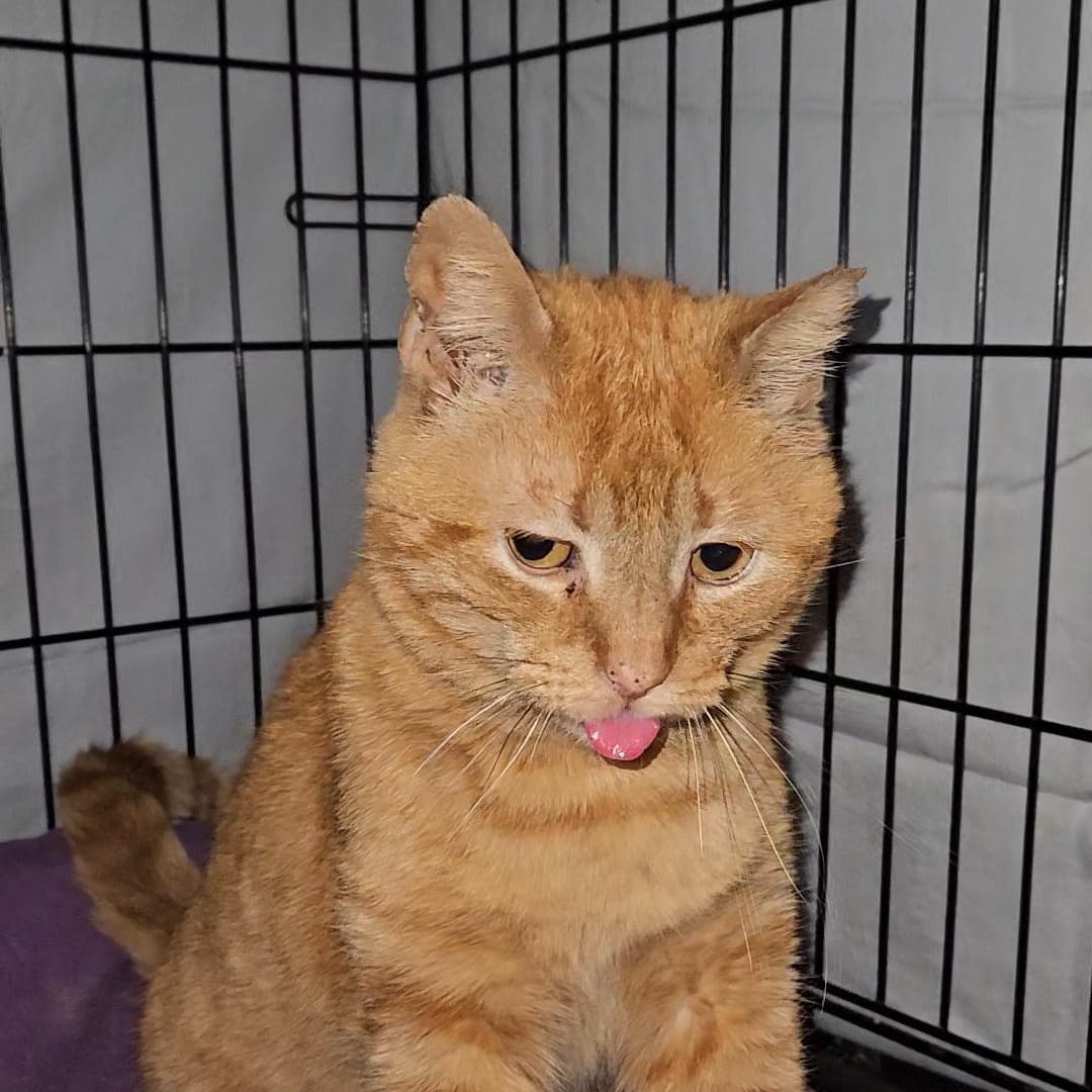 FOZZIE N. โ Sweet, Silly, and Grateful to Be Safe