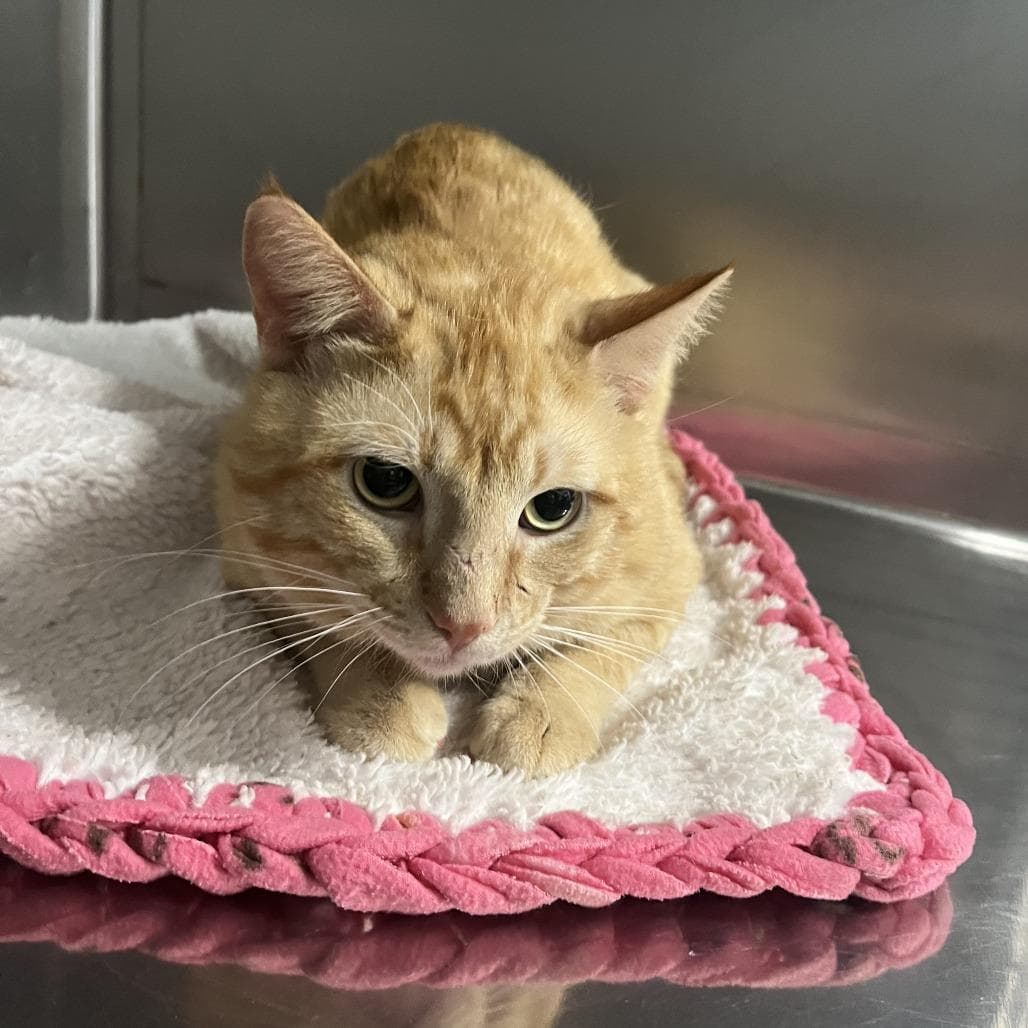 Garfield