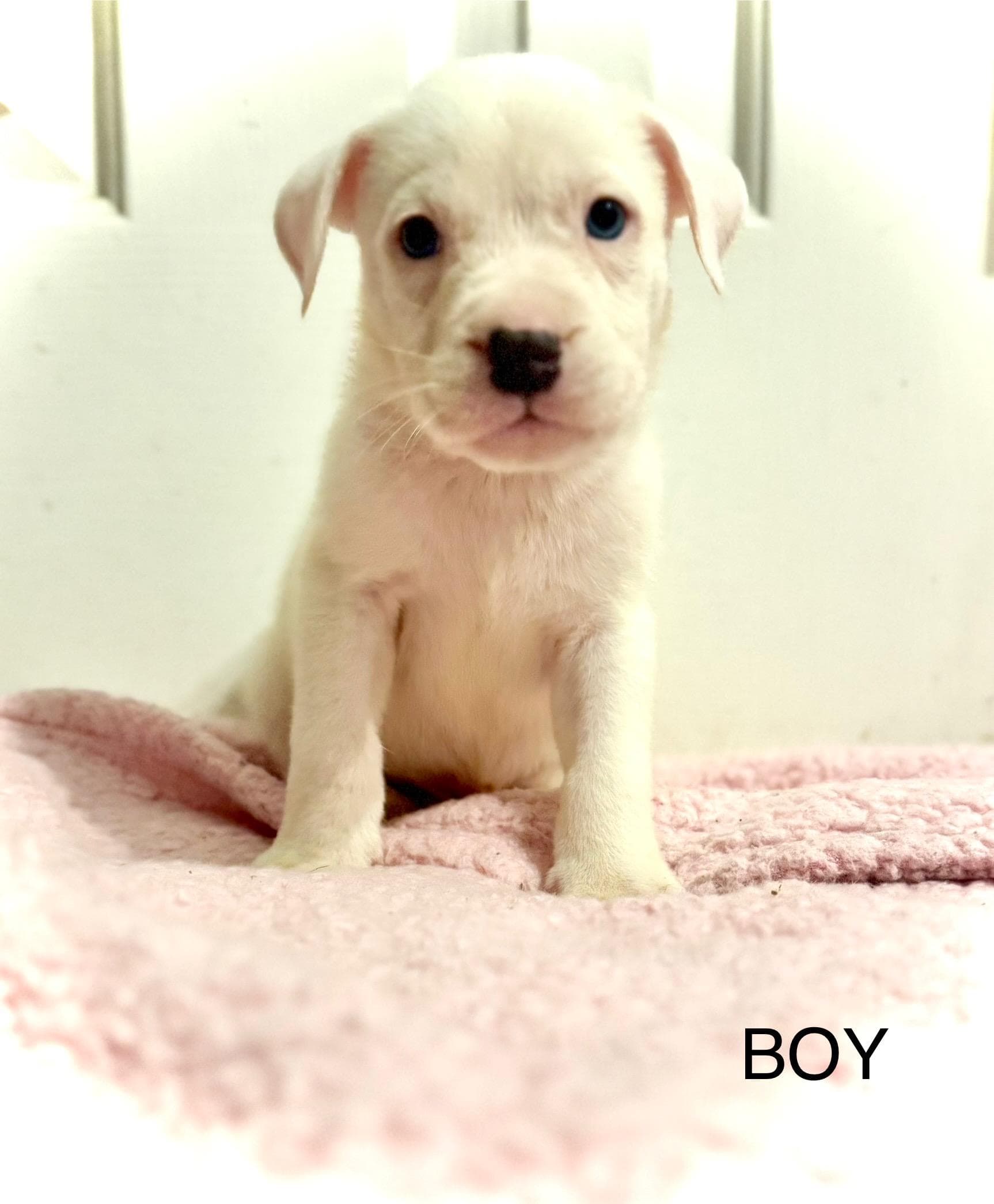 Sugar (Sweets litter)