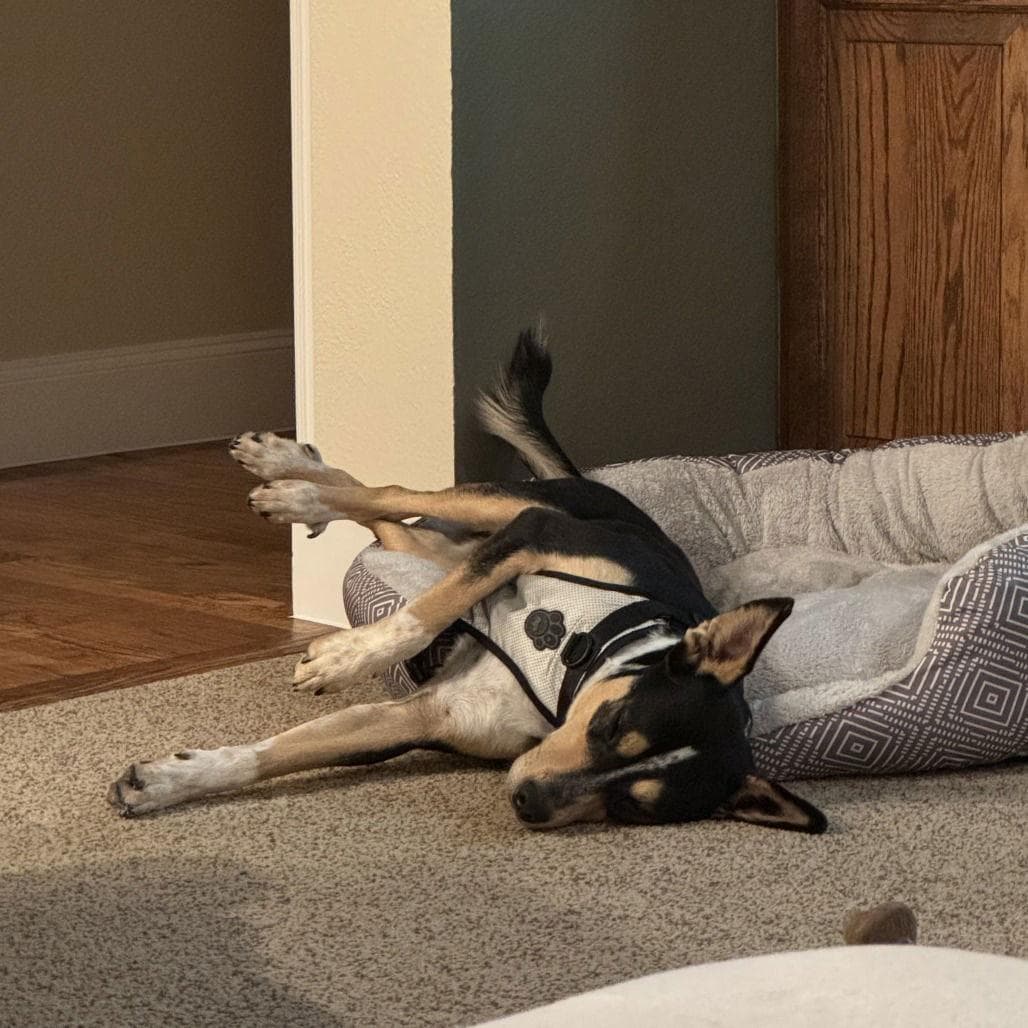 Scooter II (New Digs)