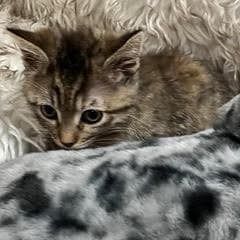 Xanadu--Adoptable with Bonded Companion, Narnia