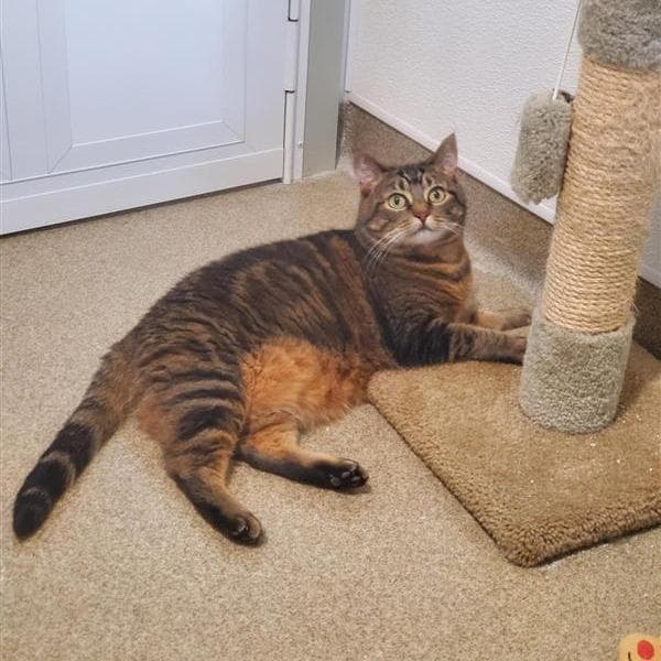 Mia (Princess Mia)
