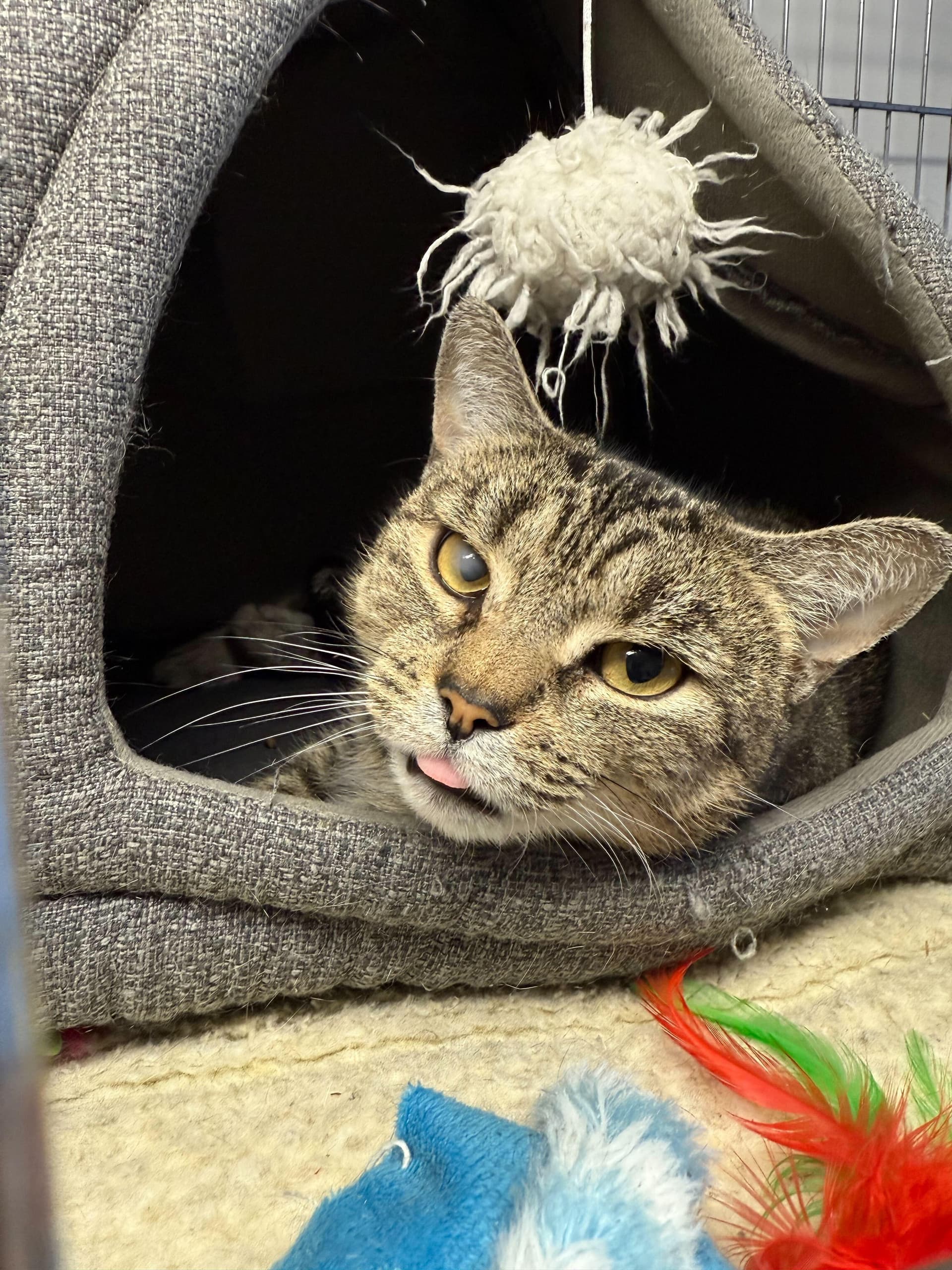 Pastina- I need a cat friend!