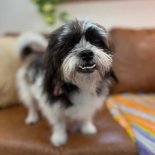 Oreo scruffmuffin