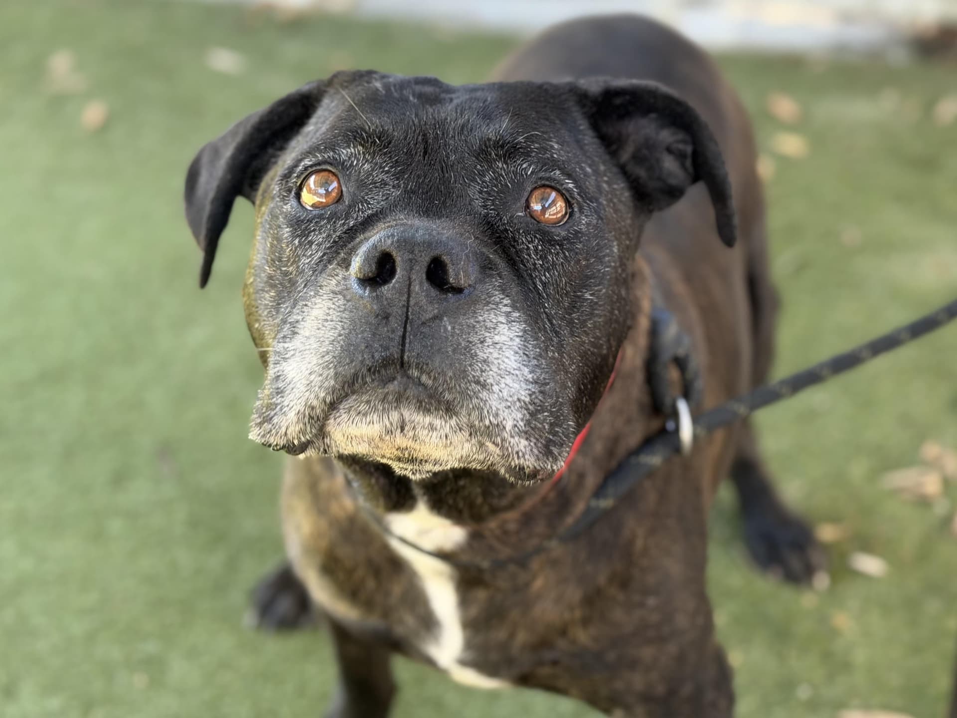 GRIZZ