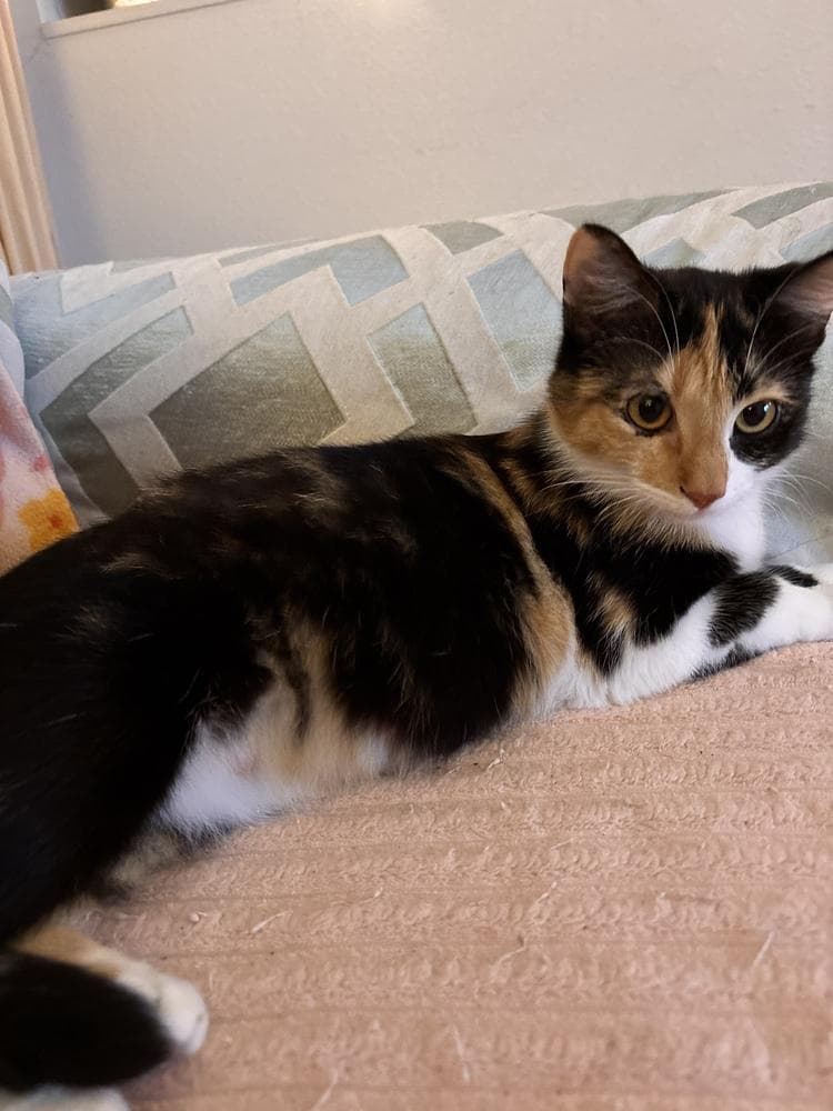 Vivian
