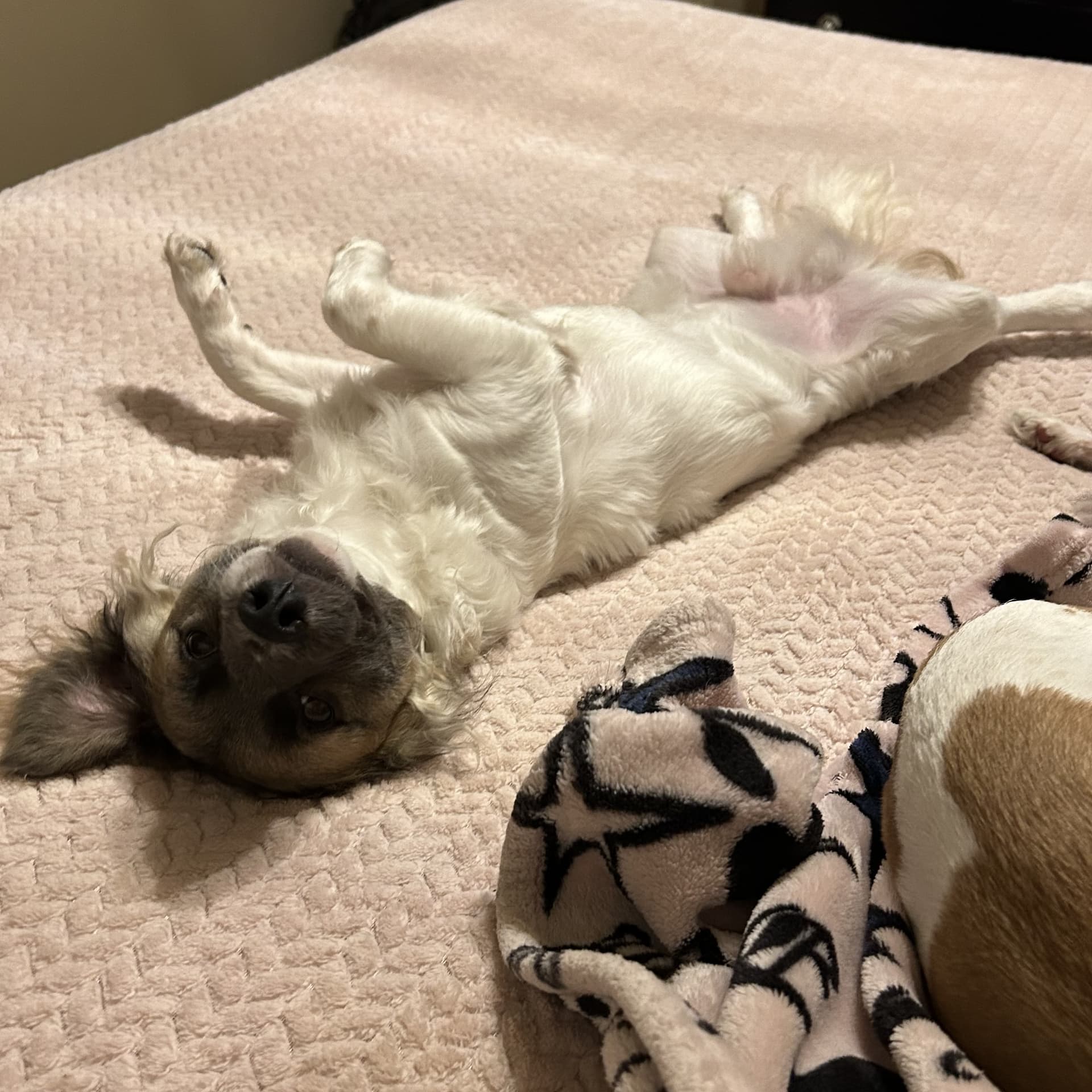 LITTLE LARRY (bonded with Leo)