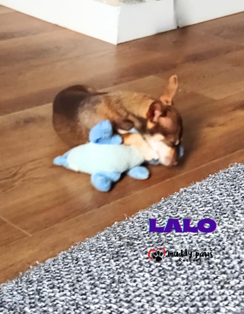 Lalo