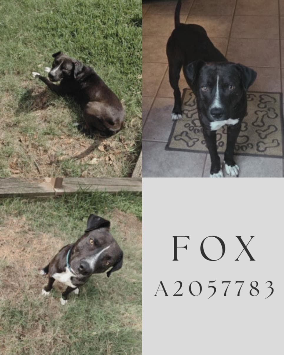 FOX