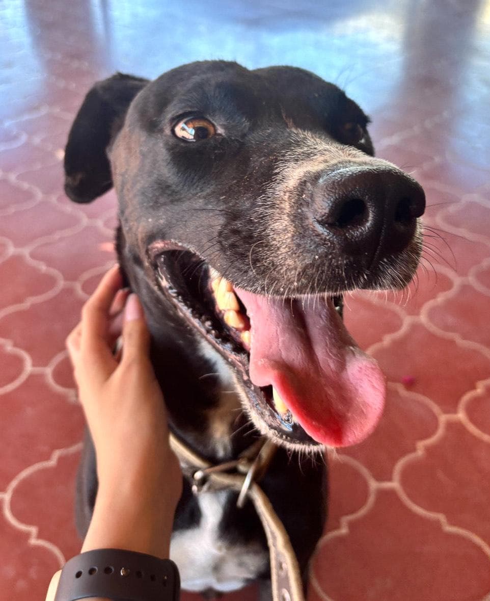 Vader