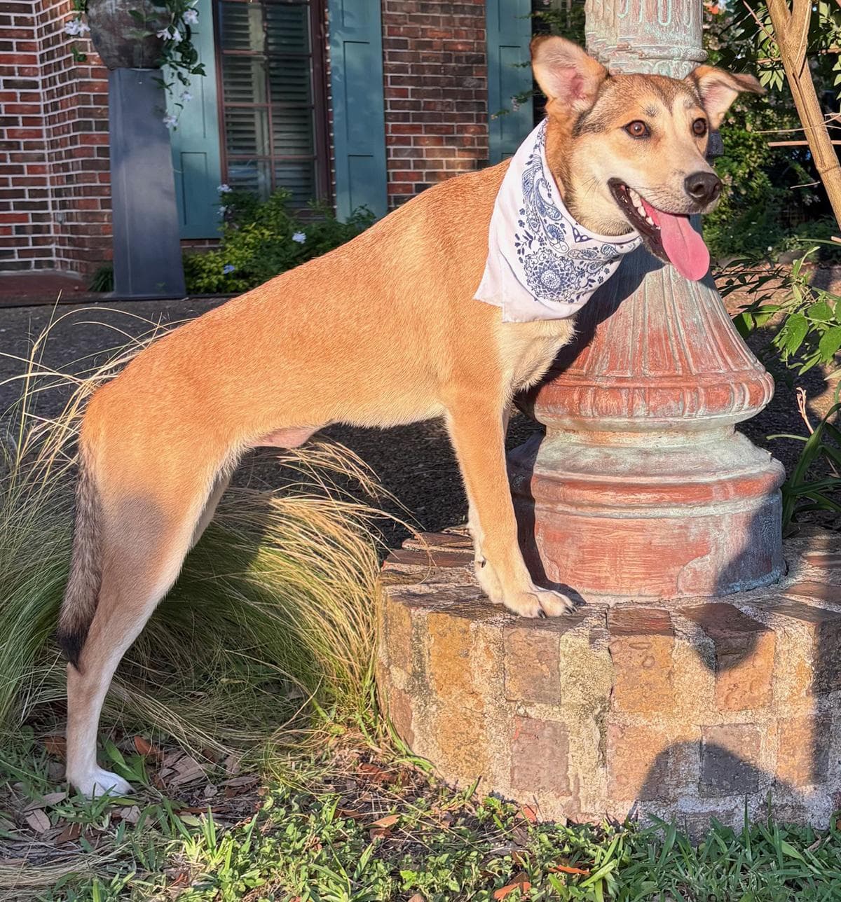 DAHLIA - PRECIOUS GIRL!