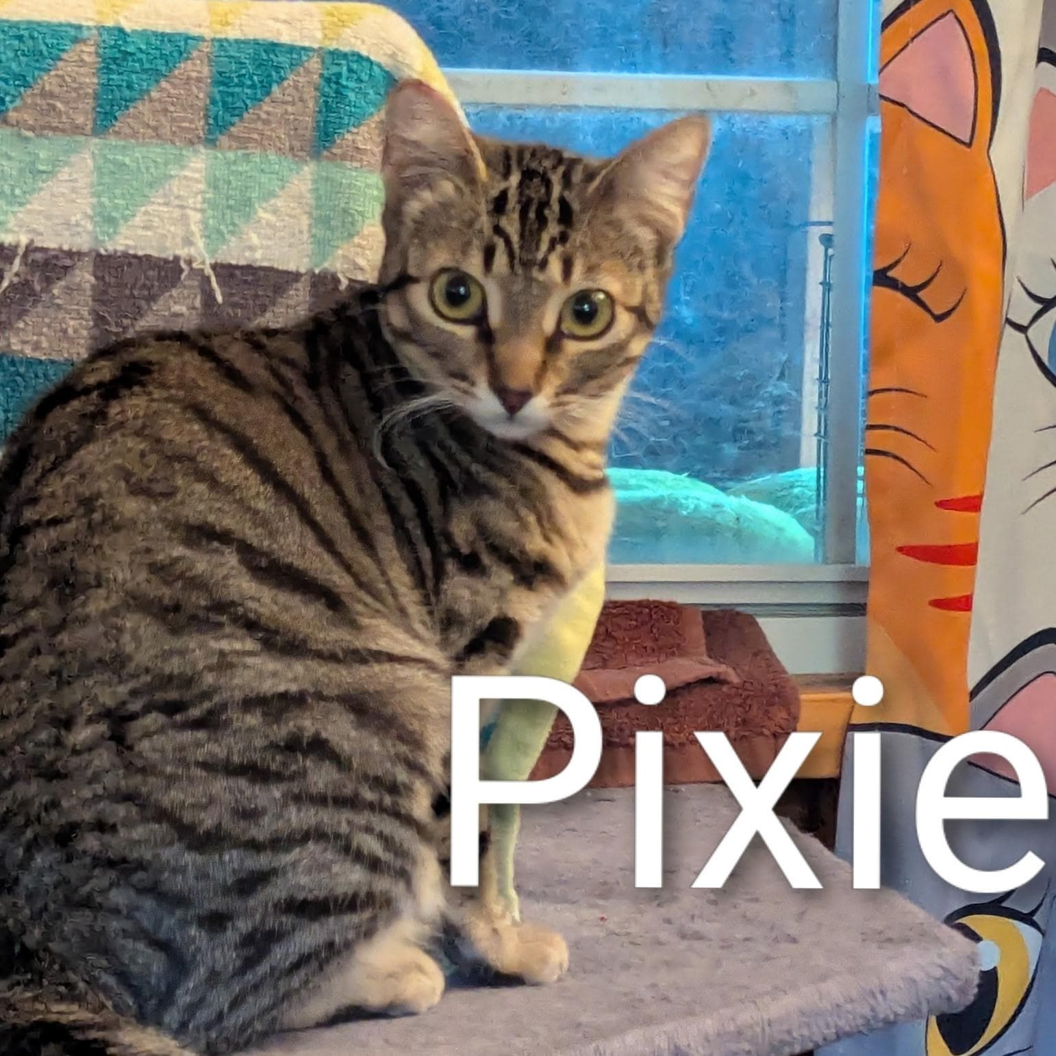 Pixie