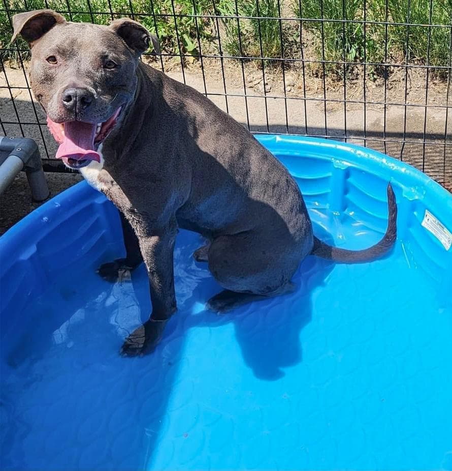 SAMMY- Needs a foster/forever home!