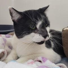 Murphy--Gent Comes with Vet Care Support for Life!