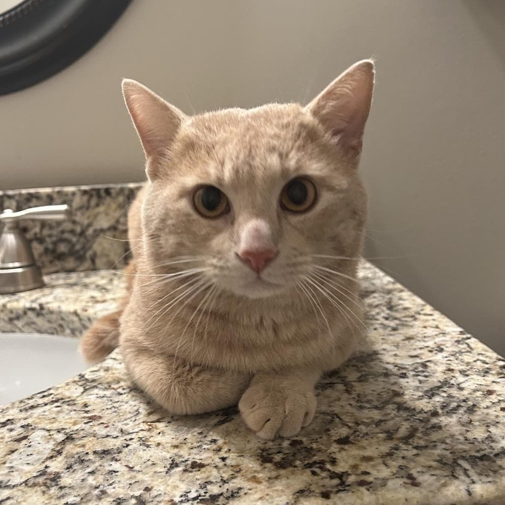 Louie