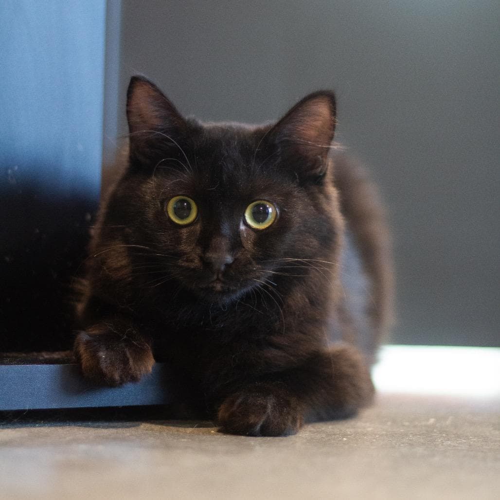 Coco Puff