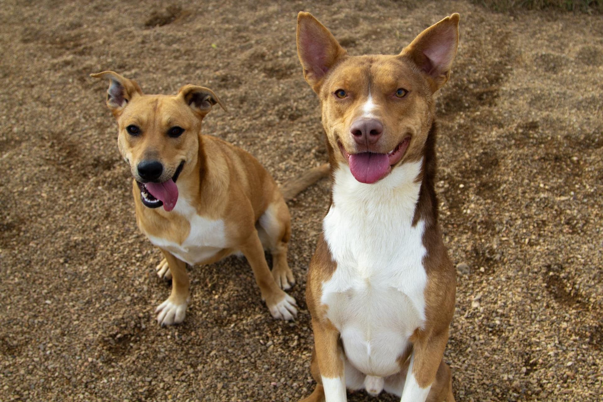Lily (Bonded with Sparky)
