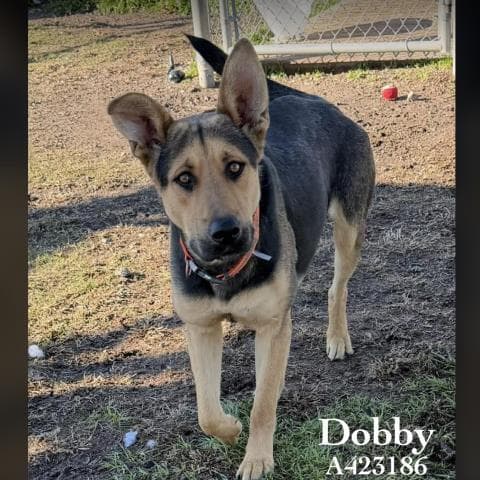 DOBBY