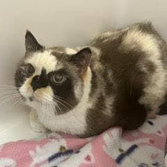 Maya--Beautiful Lady comes with Vet Care Support for Life