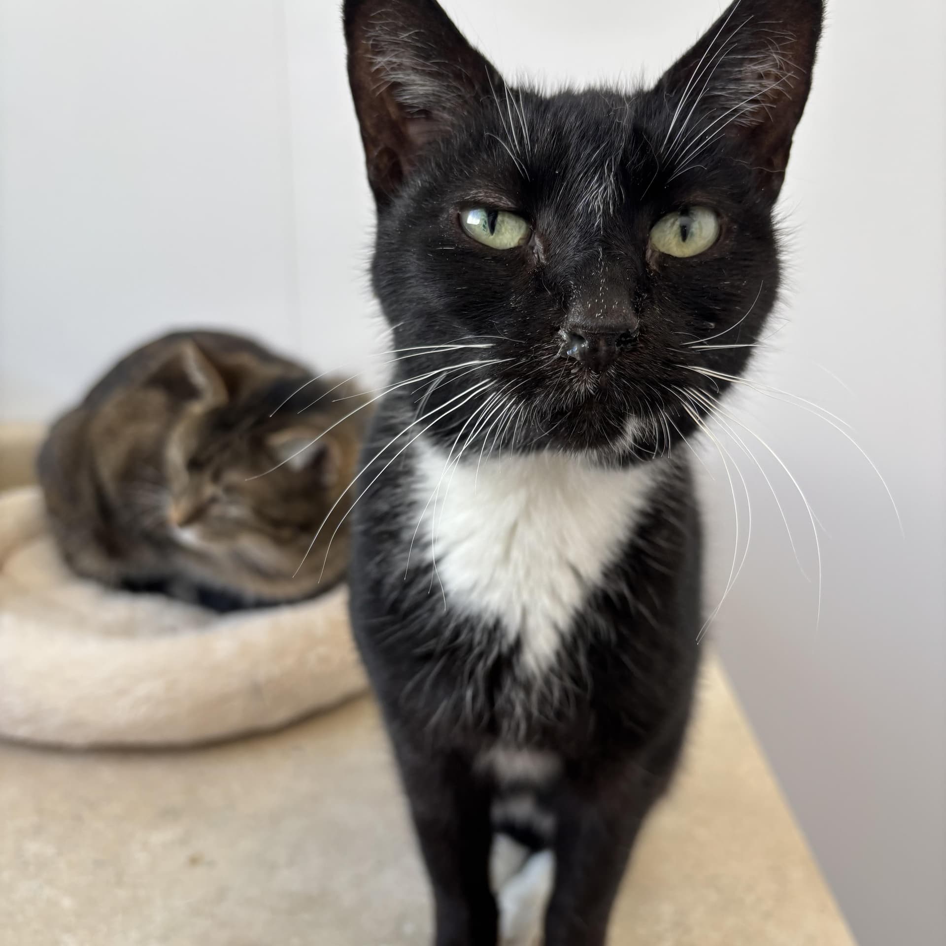 Viv - Adoption Fee Waived!