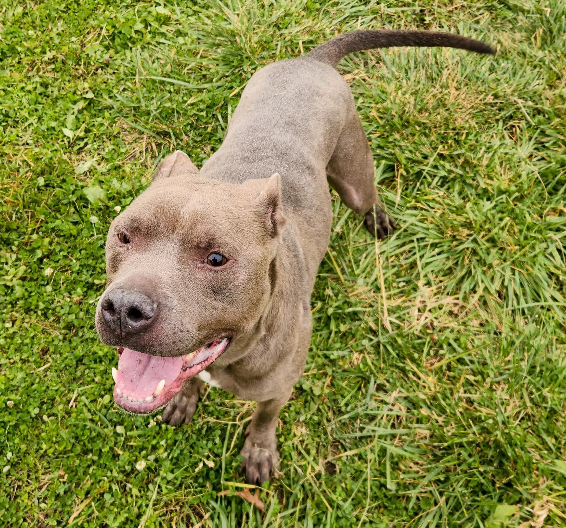 BLU- Needs a foster/forever home!