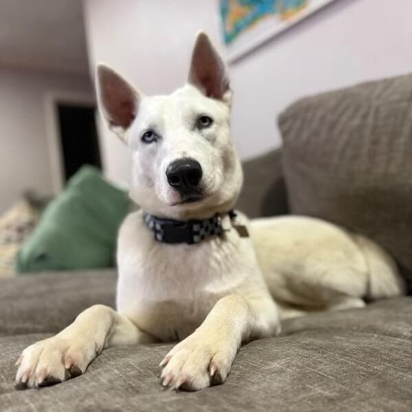 Ava Lane Couch Back Cutie