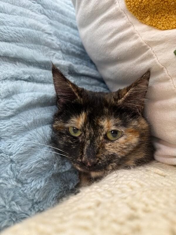 Duchess Gentle Sweets