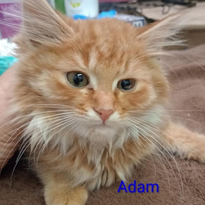 Adam